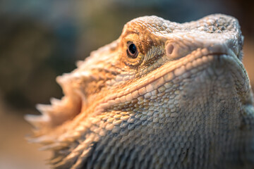 macrophotography of a textured pogona in a vivarium. green bokeh in the background.