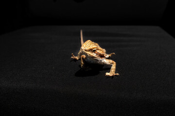 close-up of an isolated yellow colorful bearded dragon standing on dark background