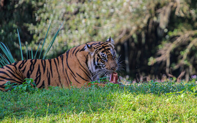 Sumatran Tiger Eating a Bone 