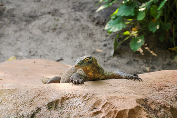 Komodo Dragon basking on a rock