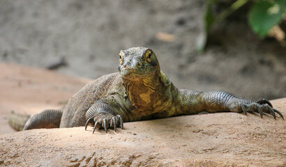 Komodo Dragon basking on a rock