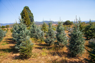 Nursery for pine trees - picea pungens, cedrus atlantica, abies concolor and other trees