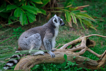 Ring Tailed Lemur 