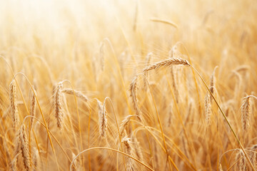 Field of golden wheat in sunlight, close up. Grain agriculture. Summer wallpaper or banner with copy space.