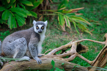 Naklejka na ściany i meble Ring Tailed Lemur sitting on a branch 