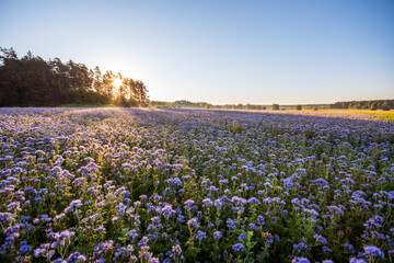 Beekeeper's plantation of phacelia - beautiful purple flower with pleasant aroma. Gorgeous sunrise in summer, clean sky, nature lighted by early sun rays.