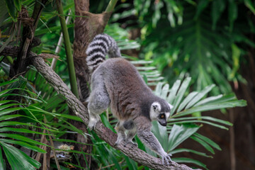 Ring Tailed Lemur walking on a branch 