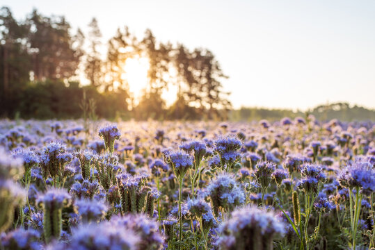 Close-up shot of purple phacelia flowers in the summer morning. Trees lighted by the early sun rays on the background.