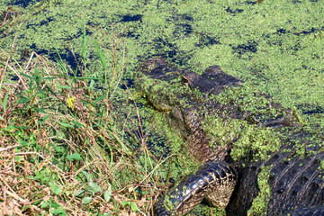 Alligator in a mossy lake 