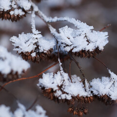 branch of a physocarpus opulifolius with dry seeds covered with unusual snow ice, forming a beautiful texture