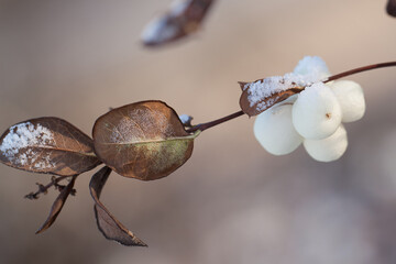 branch of a Symphoricarpos albus with beautiful dry leaves and white berries sprinkled with snow ice