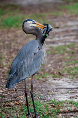 Great blue heron eating a fish 
