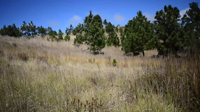 paisaje de pasto seco y arboles verdes en medio 