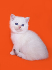 Obraz premium white scottish kitten on an orange background