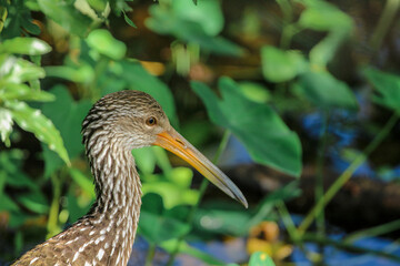 Portrait of a limpkin 
