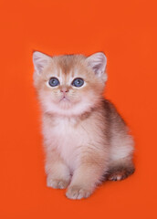 
Scottish straight kitten playing on a bright solid background