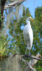 Egret in a tree branch 