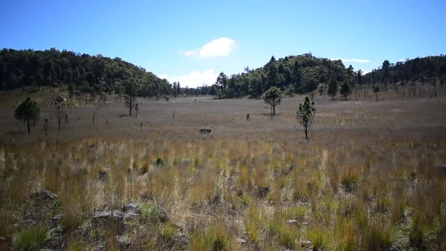 campo de pasto seco con dia soleado 