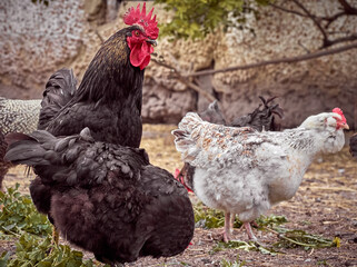 Free range chicken on a farm.