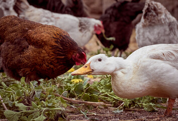 Free range chickens and duck on a farm.