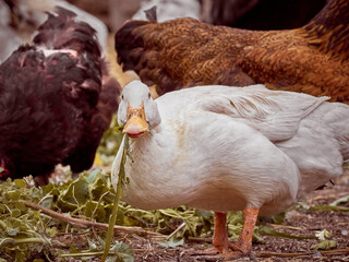 Free range chickens and duck on a farm.