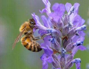 Honey Bee (Apis mellifera) on lavendar flower