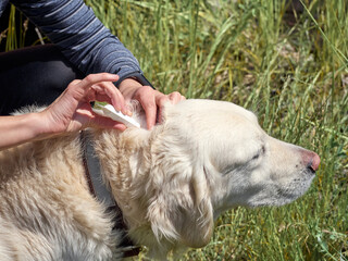 The veterinarian examines the pet's fur for parasites. Flea and tick repellent is dripped onto the dog's withers.