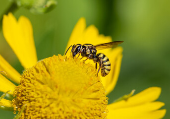 Native bee Stelis laticincta on a yellow Helenium wildflower 