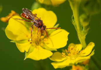 Fototapeta na wymiar Native red Nomada bee on yellow cinquefoil wildflower