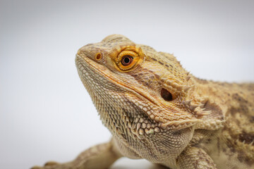 Profile Portrait of a Bearded Dragon 