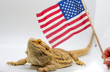 Bearded Dragon with an American Flag 