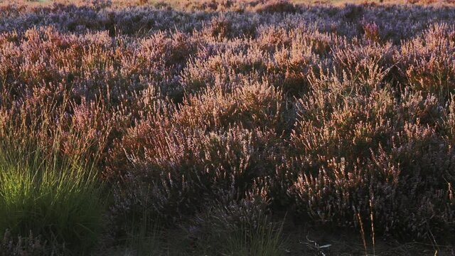 Purple colored Heath near the city of Ermelo at sunset in September. NLD. Pan right.
