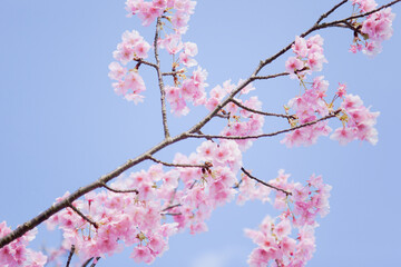 Obraz premium 寺山公園のカワズザクラ 