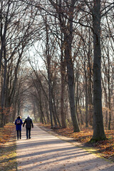 Back view of an unrecognizable senior couple walking down a path surrounded by leafless trees on a sunny autumn afternoon in a city park