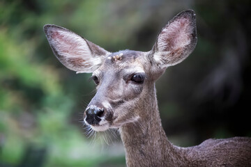 Closeup Deer Doe with Large Eyes and Ears on Green Background