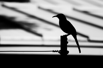Bird Close Up Profile Silhouette Black and White on Pole and Wire