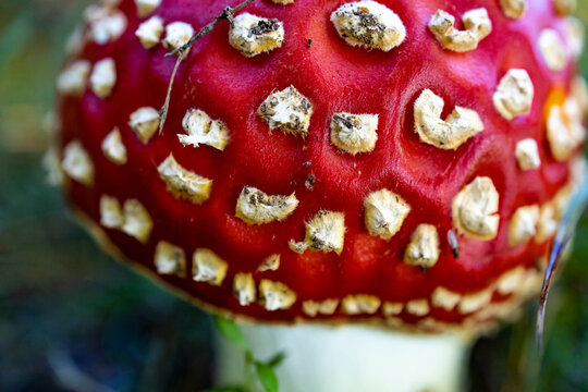 Close-up of Amanita muscaria muchroom in the grass. Poisonous mushrooms