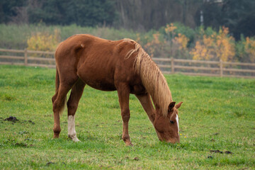 Fototapeta premium horses in the meadow