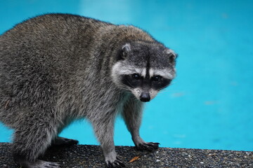 あらいぐま　浣熊　野生　野生動物　自然　カナダ