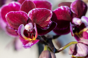 Die Blüte einer Orchidee.