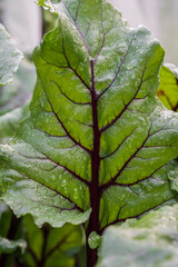 Large beetroot leaf after a light watering.