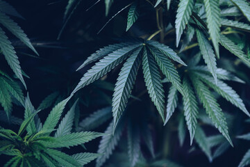 marijuana background
