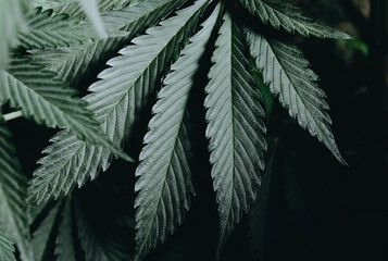 medical cannabis leaf