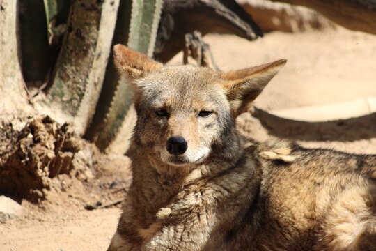 Coyote Mexicano