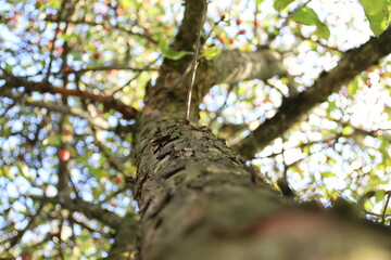 Apfelbaum