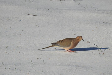 Mourning dove collecting birdseed atop the fallen snow in Cecil County, Elkton, Maryland. 