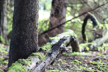 Obraz premium Toter Baum