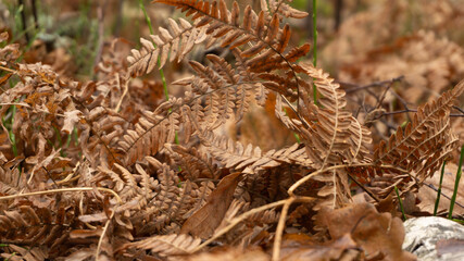 incredibly beautiful landscape of dry brown fern