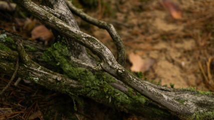 dry old branch covered with moss, winter day