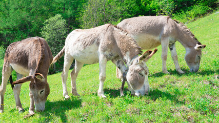 Naklejka na ściany i meble Three donkeys put to pasture on a green meadow on a mountain slope